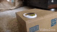 Cat Box GIF