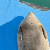 a seal laying on its back on a blue blanket