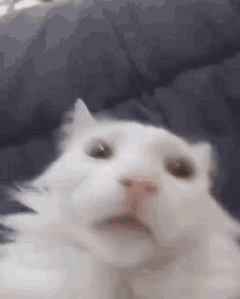 Sussy Cat GIF - Sussy Cat GIFs