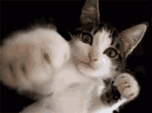 GIF