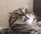 a close up of a cat with its tongue out .
