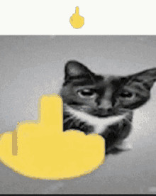 Cat Middle GIF - Cat Middle Finger GIFs