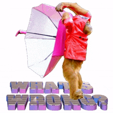 what%27s wrong what%27s wrong gif funny monkey funny animals orangutan