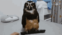 Hey What Are You Doing Moving GIF - Hey What Are You Doing Moving Chilling Owl GIFs
