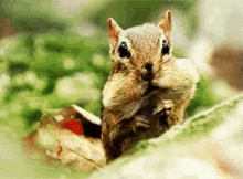 Squirrel Eating GIF - Squirrel Eating Chewing GIFs
