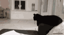 Cat Improove GIF