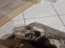 a dog laying on a rug next to a person 's foot
