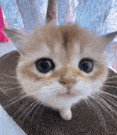 a close up of a kitten looking at the camera while sitting on a table .