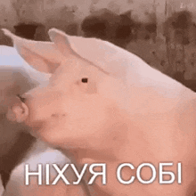 a close up of a pig 's face with the words `` nixuya sobi '' written on it .