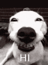 a close up of a dog 's face with the words `` hi '' on it .