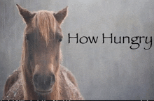 a horse is standing in the rain with the words how hungry below it