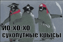 pirate penguins