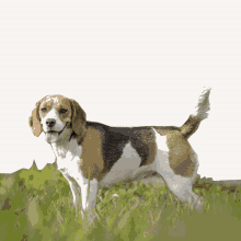 a brown and white dog is standing in the grass with tears running down its face