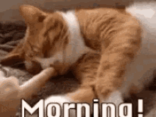 Cat Morning GIF - Cat Morning Boop GIFs