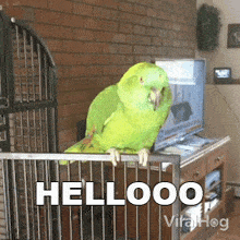 Hellooo Parrot GIF - Hellooo Parrot Viral Hog GIFs