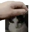 a person 's hand is petting a black and white cat 's head