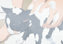 a person is washing a black and white cat