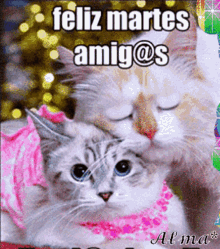 Feliz Martes Cat GIF - Feliz Martes Cat GIFs