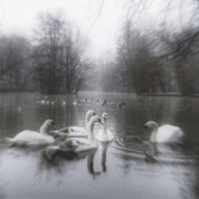 Swan GIF