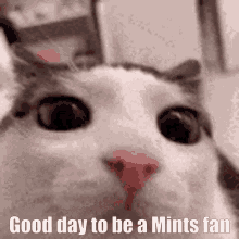 Good Day To Be A Mints Fan GIF - Good Day To Be A Mints Fan GIFs