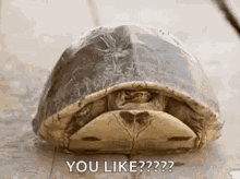 Turtle Peekaboo GIF