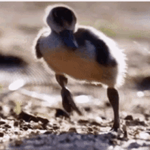 Yes Duck GIF - Yes Duck Dancing GIFs