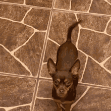 Perro Dog GIF - Perro Dog Chiwis GIFs