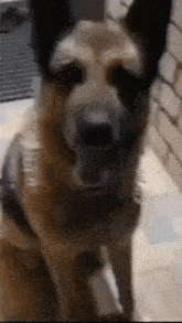 a close up of a dog 's face with a brick wall in the background