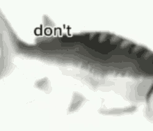 Dont Cry Fish GIF - Dont Cry Fish GIFs
