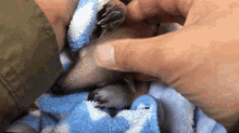 a person is holding a small animal wrapped in a blue and white towel