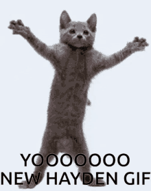 Hayden Hayden Gif GIF - Hayden Hayden Gif Cat GIFs