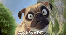Pug Awkward GIF - Pug Awkward Pets GIFs