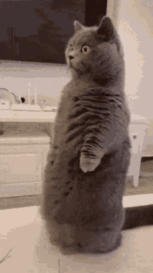 GIF