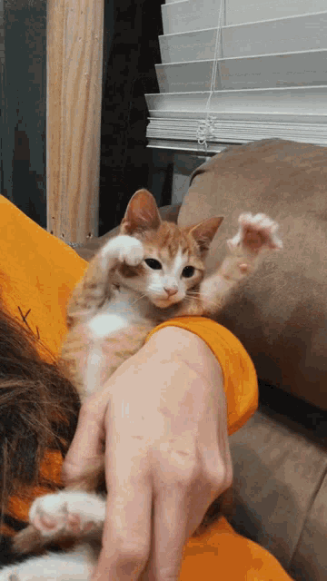 Cat Dance GIF - Cat Dance Sad - Discover & Share GIFs