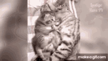 Cute Cat Cat GIF - Cute Cat Cat Funny Cat GIFs