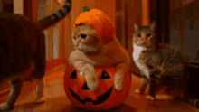 Kitty Pumpkin GIF - Kitty Pumpkin Halloween GIFs