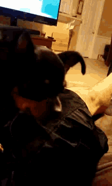 a dog is laying on a person 's lap in front of a computer monitor