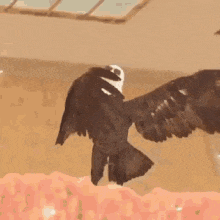 Den Verrückten Adler GIF - Den Verrückten Adler GIFs