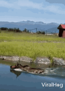 Moose Viralhog GIF - Moose Viralhog Swimming GIFs