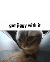 Get Jiggy With It Cat Sticker - Get Jiggy With It Jiggy Cat Stickers