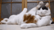 Cats Play GIF - Cats Play Cuddle GIFs