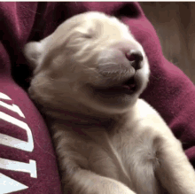 Puppy Stretch GIF - Puppy Stretch Dog GIFs