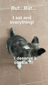 a dog is laying on its back on a tiled floor and says but but i sat and everything i deserve a cookie !!!