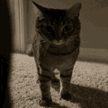 Meatloaf Cat GIF - Meatloaf Cat Milo GIFs