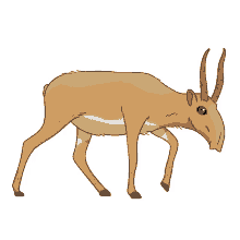 antelope mongolian saiga saiga