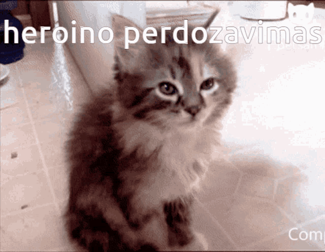 Cat GIF - Cat GIFs
