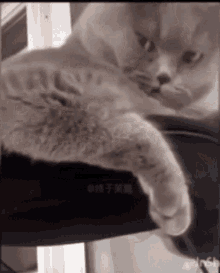 Roan Cat GIF - Roan Cat Flex GIFs