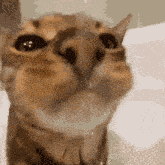 a close up of a cat 's face with water dripping from its mouth .