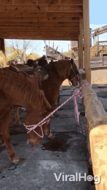 Stable Horses GIF