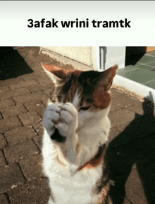 a cat covering its face with its paws and the words 3afak wrini tramtk below it